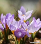 绽放自信与热情 狮子座的代表花-太阳花的魅力