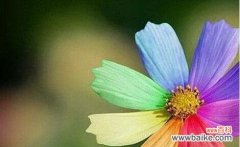 表达情感的15种思念之植物及其象征意义 以代表思念的植物为主题的文章