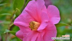 以花为媒介 温暖善良的花——向世界传递爱的力量