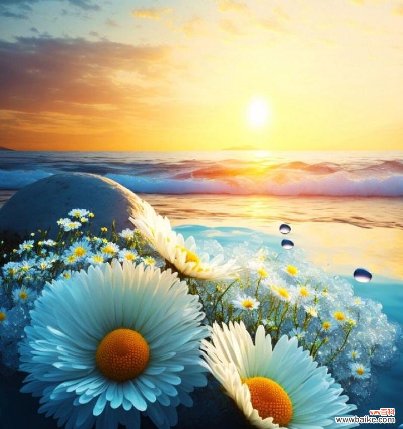 雏菊花语代表什么含义？