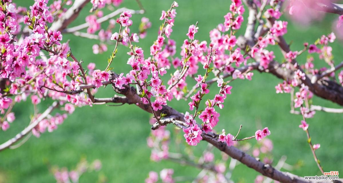 林霄花的花语有哪些？林霄花象征着什么？