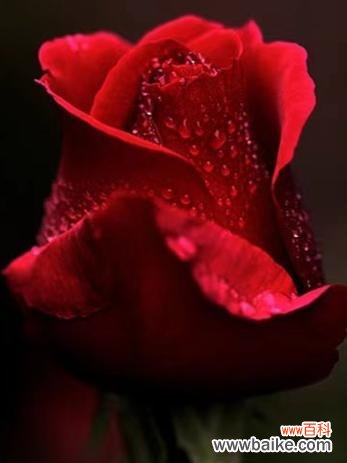 林霄花的花语有哪些？林霄花象征着什么？