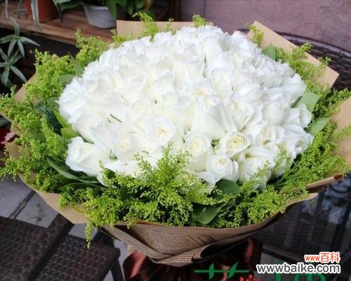 可乐花的花语代表什么?它有何特别含义?