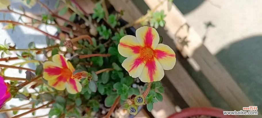 可乐花的花语代表什么?它有何特别含义?