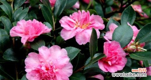 可乐花的花语代表什么?它有何特别含义?