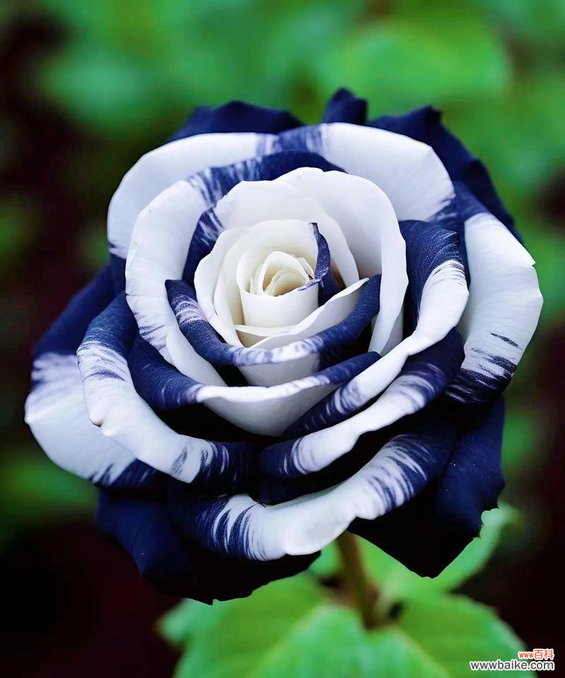 黑白花搭配的花语是什么意思?它们象征着什么?