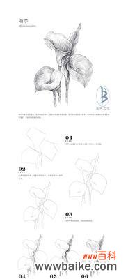 黑白花搭配的花语是什么意思?它们象征着什么?