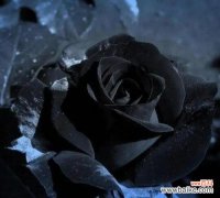 黑白花搭配的花语是什么意思？它们象征着什么？