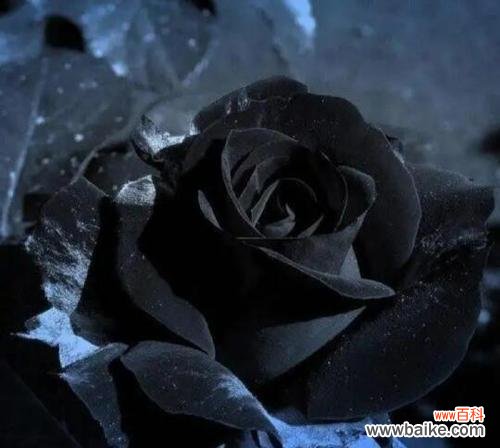 黑白花搭配的花语是什么意思?它们象征着什么?