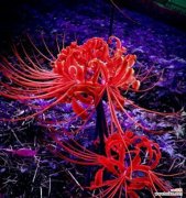 曼珠沙华的花语有哪些含义？