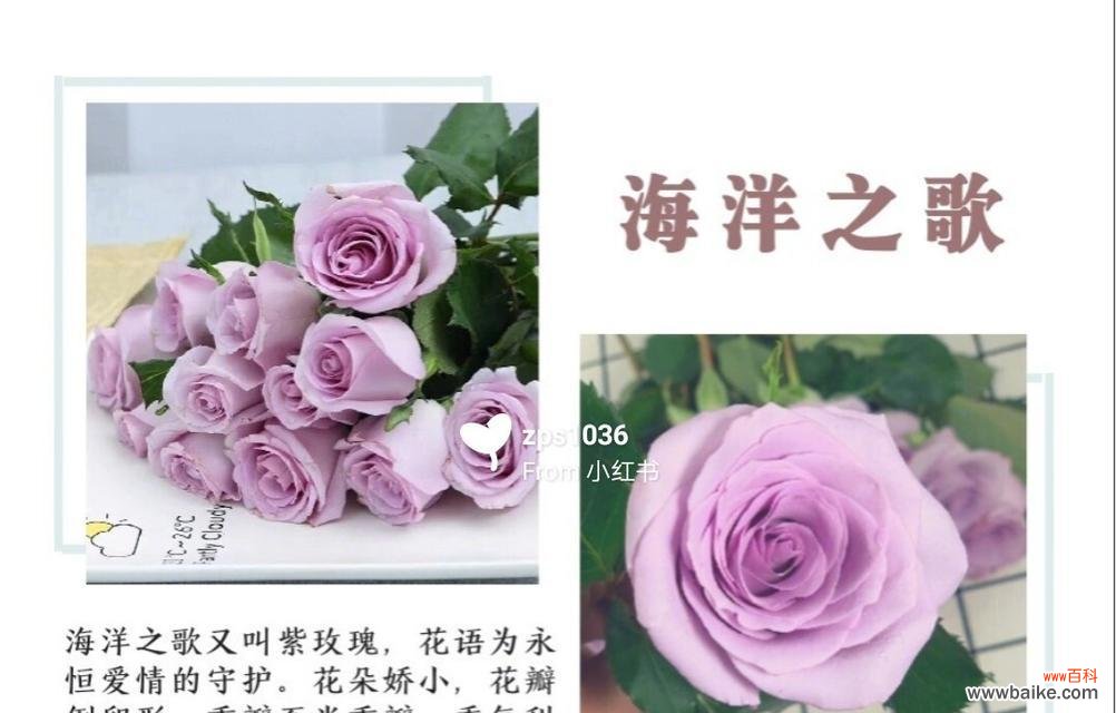 鲜花各种花材的花语有何不同？