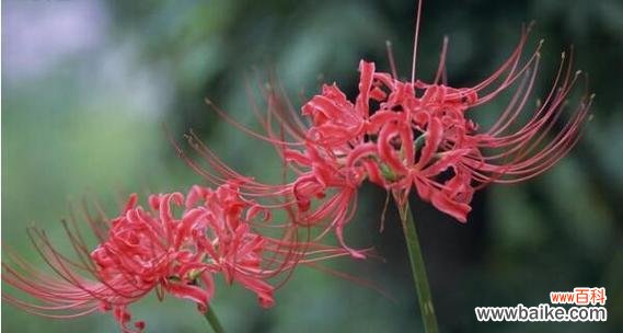 那些花语很恶毒的花是什么？哪些花在花语中带有不吉利的含义？