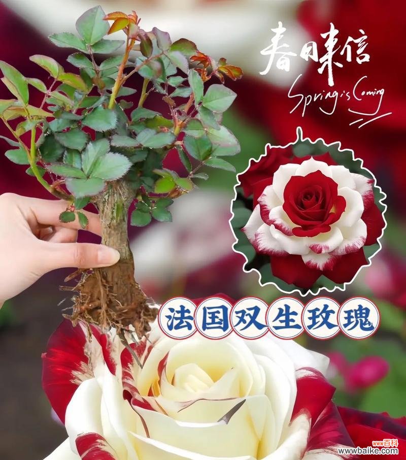 女孩送男孩玫瑰花意味着什么？花语有哪些解释？