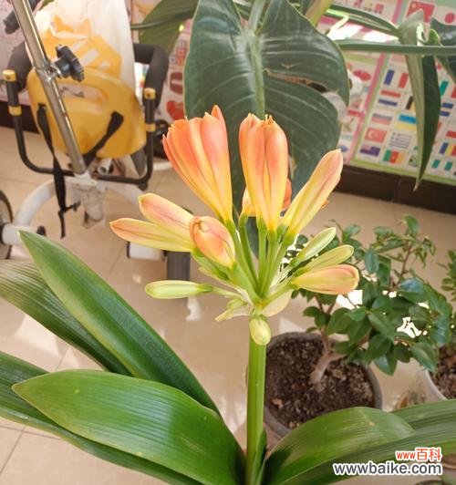 君子兰花言巧语，胸怀宽广如大海 君子兰