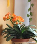 品味君子兰，探寻花中哲理 君子兰花语与寓意解读