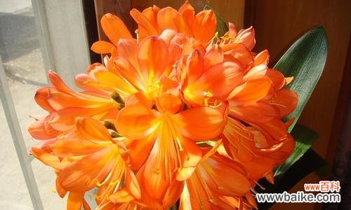 探寻君子兰开花背后的寓意 君子兰突然开花的象征意义