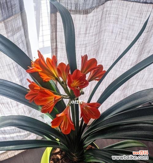 探寻君子兰开花背后的寓意 君子兰突然开花的象征意义