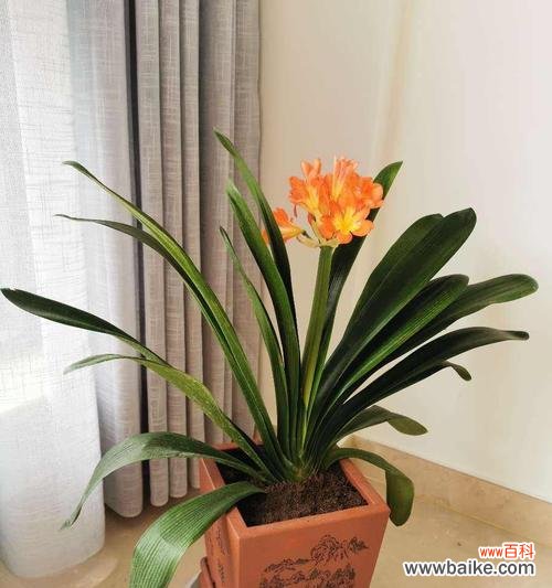 君子兰，品德高洁的化身 以君子兰为象征的高尚精神