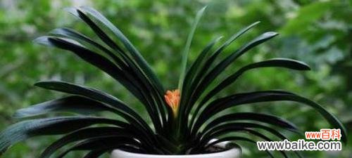 君子兰，品德高洁的化身 以君子兰为象征的高尚精神