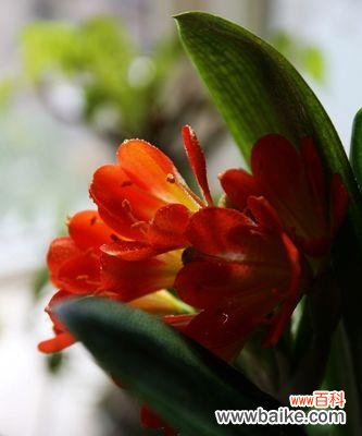 君子兰，品德高洁的化身 以君子兰为象征的高尚精神