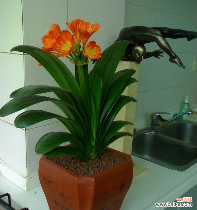 探寻君子兰开花的象征意义 君子兰突然开花的寓意是什么?