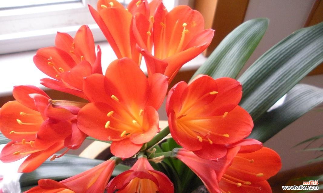 探寻君子兰的深刻内涵与文化意义 君子兰