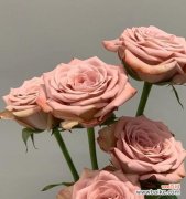 探寻卡布奇诺玫瑰的浪漫和温暖 卡布奇诺玫瑰花语寓意解读