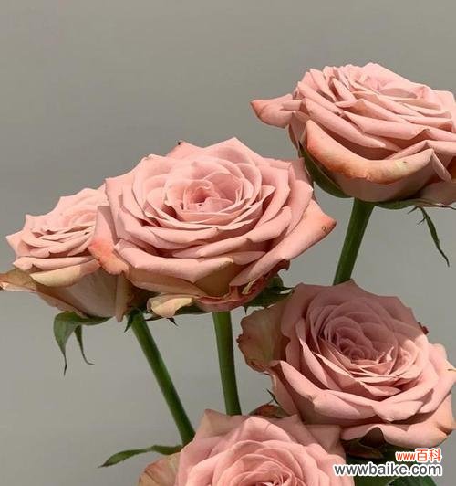 探寻卡布奇诺玫瑰的浪漫和温暖 卡布奇诺玫瑰花语寓意解读