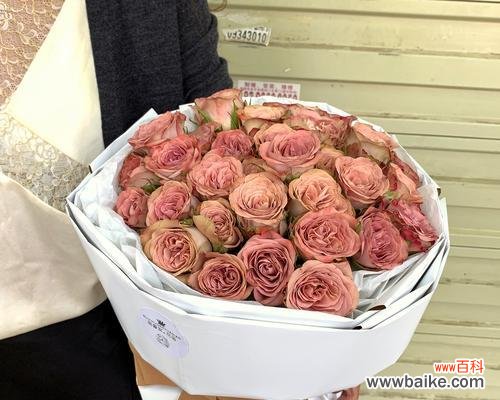 卡布奇诺玫瑰的花语和寓意,探寻其中的浪漫与柔情 卡布奇诺玫瑰