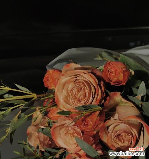 探索卡布奇诺玫瑰的深层含义,了解其花语和象征意义 卡布奇诺玫瑰的花语及其寓意