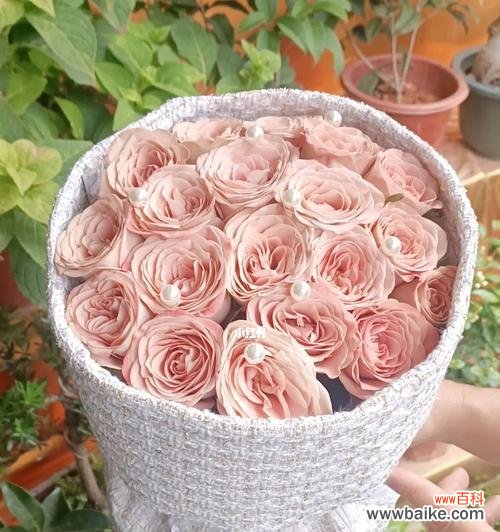 探索卡布奇诺玫瑰的深层含义,了解其花语和象征意义 卡布奇诺玫瑰的花语及其寓意