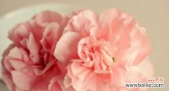 探寻康乃馨花语中的丰富内涵 康乃馨的花语之不同颜色代表的含义