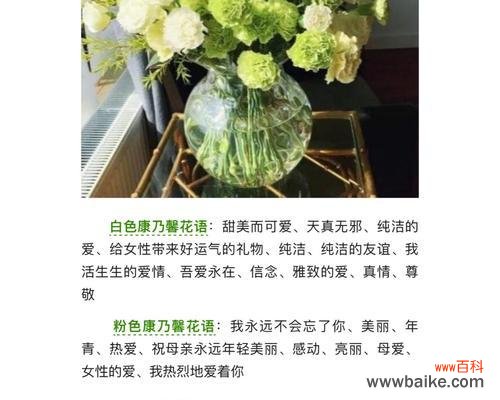 探寻康乃馨花语中的丰富内涵 康乃馨的花语之不同颜色代表的含义