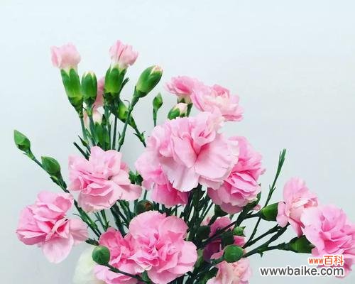 康乃馨的花语、象征与意义 康乃馨白色花语-纯洁与美丽的象征