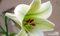 探索卡萨布兰卡花语的意义与象征 卡萨布兰卡花语的美丽寓意