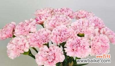 探寻康乃馨花的鲜花语言及其文化内涵 康乃馨的含义与象征意义