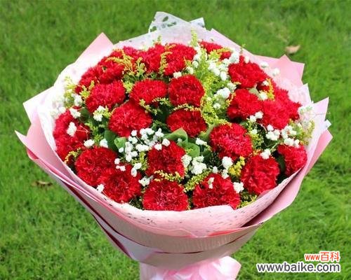 探寻康乃馨花的鲜花语言及其文化内涵 康乃馨的含义与象征意义