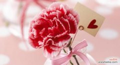 探究康乃馨在不同文化中的象征意义及其传承 康乃馨的象征意义与文化传承