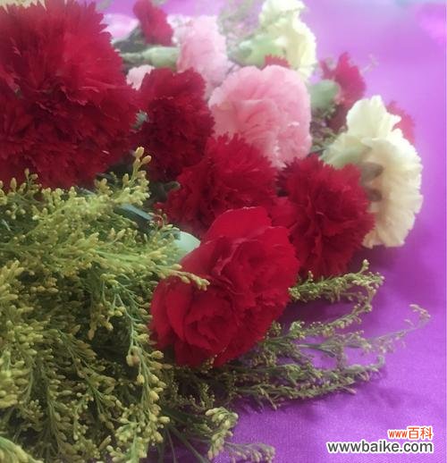 用康乃馨的花语传递爱情、友谊与感激 康乃馨花语传递爱与美