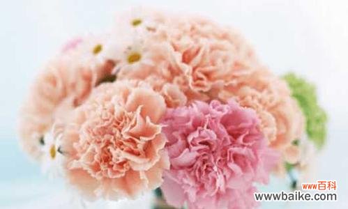 用康乃馨的花语传递爱情、友谊与感激 康乃馨花语传递爱与美