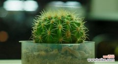 寄予人们梦想和奋斗的自然之赐 希望之花