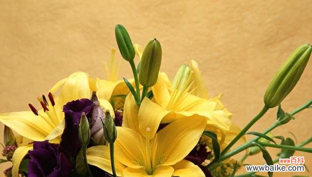 揭示绝望中的美丽唤醒沉睡的希望 心灰意冷，花开寂寞