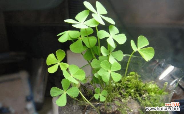 从金钱树到四叶草 幸运植物大揭秘