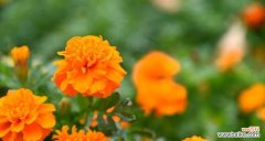 用花的美丽谱写未来的梦想篇章 希望之花