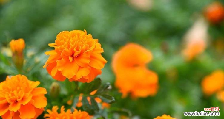 用花的美丽谱写未来的梦想篇章 希望之花