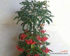 传统节日中不可或缺的喜庆植物 喜庆的植物世界