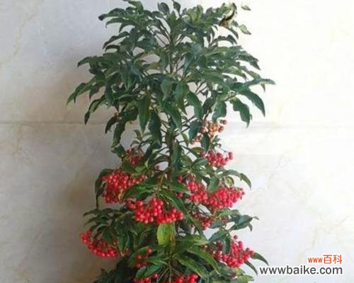 传统节日中不可或缺的喜庆植物 喜庆的植物世界