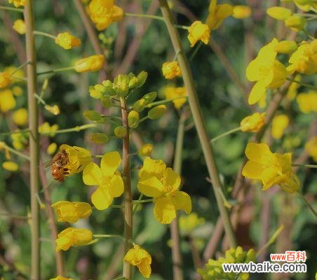 用花来代表无法平息的意念 花开意难平