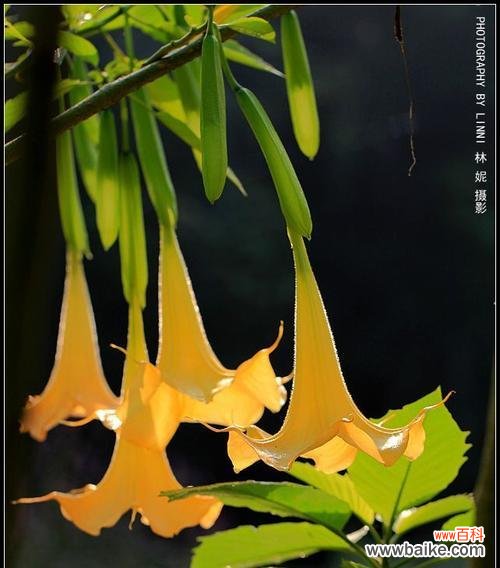 探索优雅与神秘之美 花香神秘世界