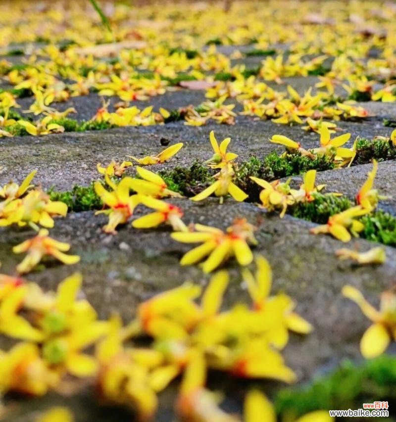 黄花栾树的花语有何深意？